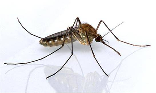 Dedetização de Pernilongos Dedetização de Pernilongos